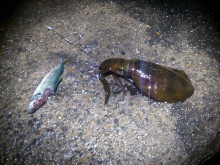 日中当たり無し